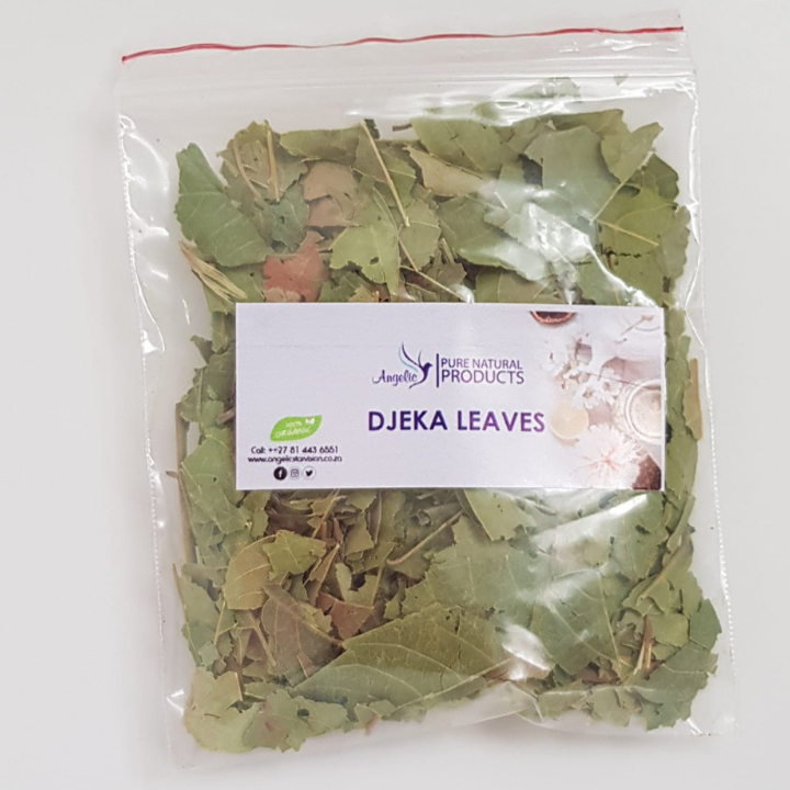 Djeka Leaves (Alchornea cordifolia)