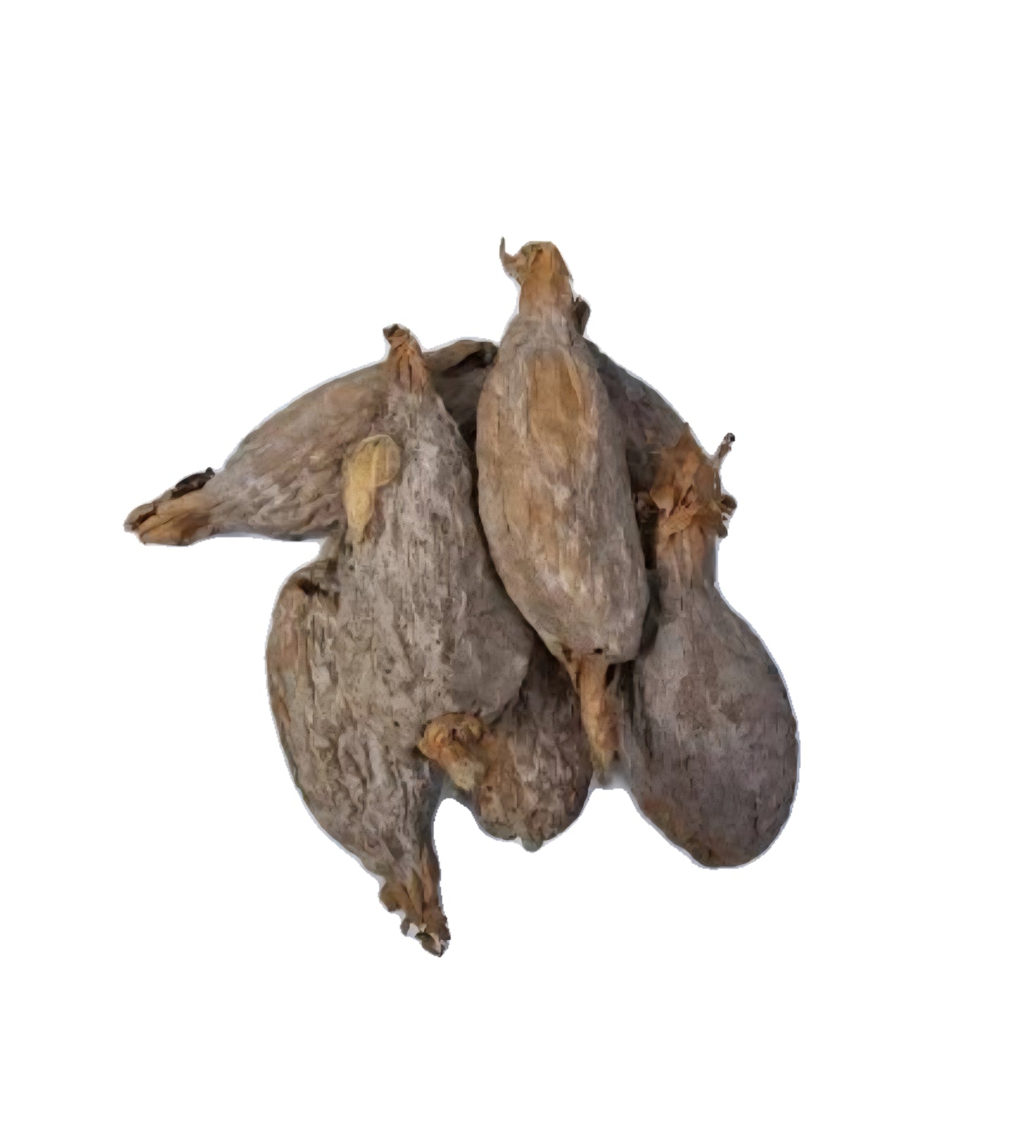 Alligator Pepper (Native)