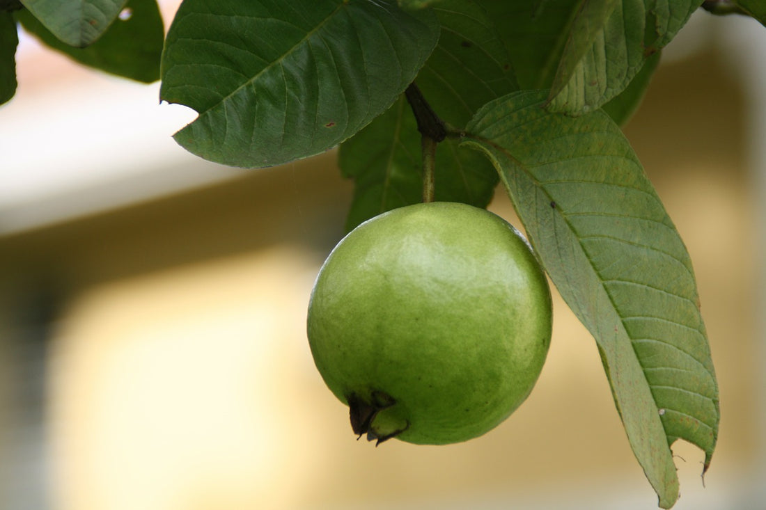 GUAVA LEAVES, ITS BENEFITS, USES AND PREPARATION | 8. Nov, 2021