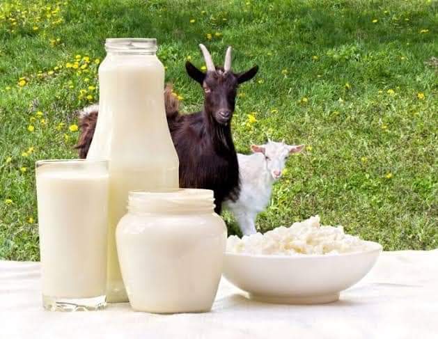 BENEFITS OF ALL NATURAL GOAT MILK IN COMESTICS | 2. Nov, 2022