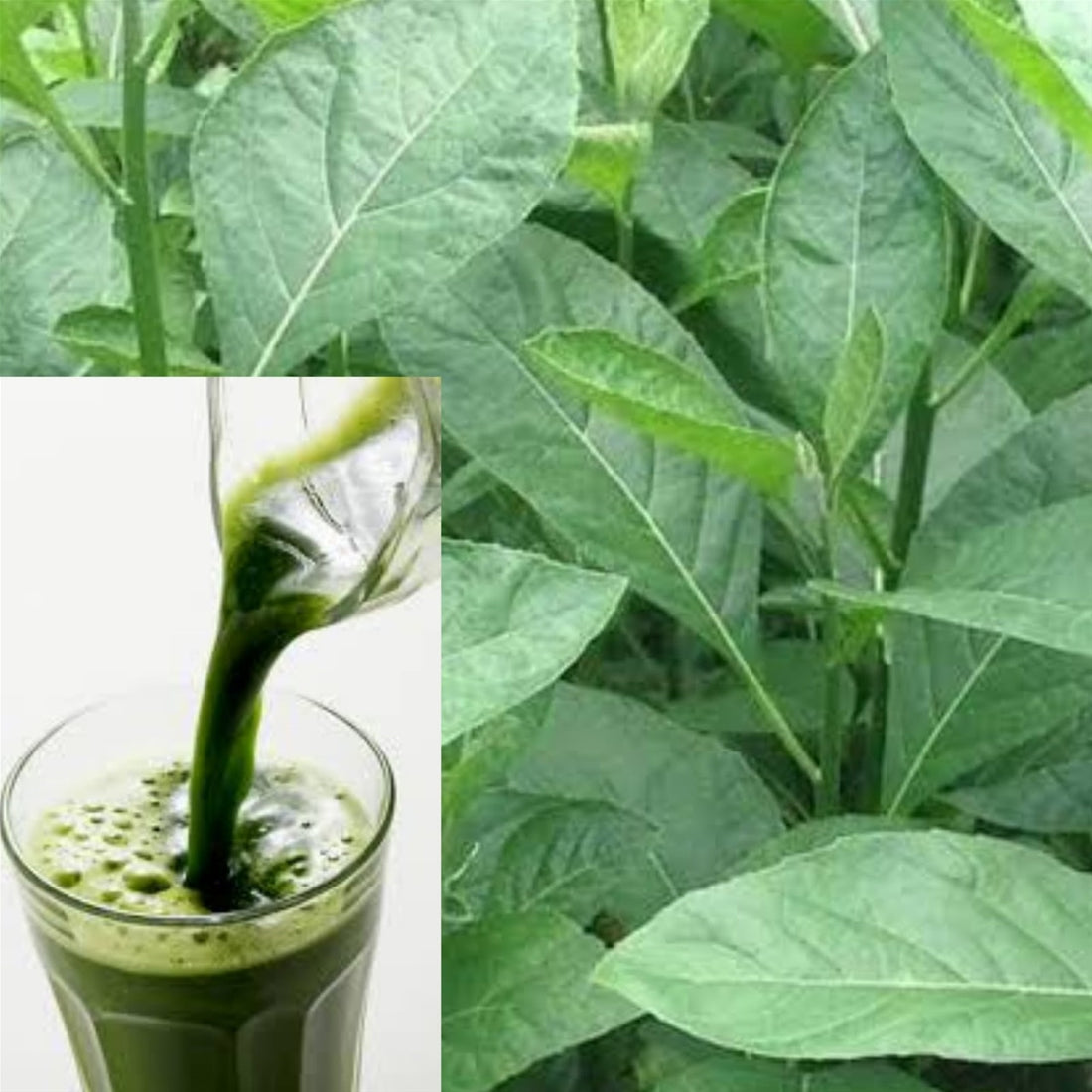 AMAZING HEALTH BENEFITS AND HEALING PROPERTIES OF BITTER LEAF JUICE | 9. Apr, 2022