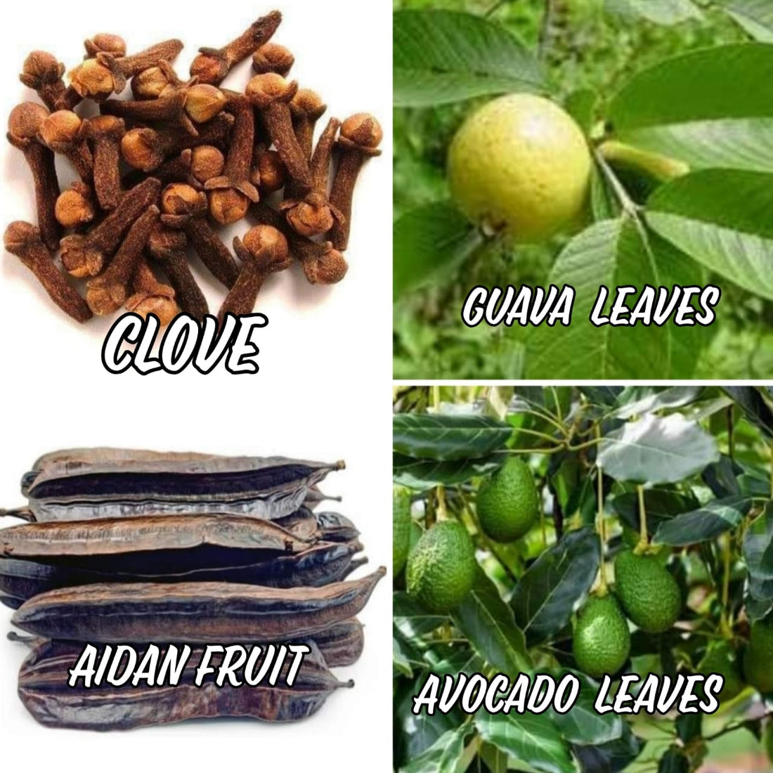 CONCEPTION TEA. | 18. May, 2022