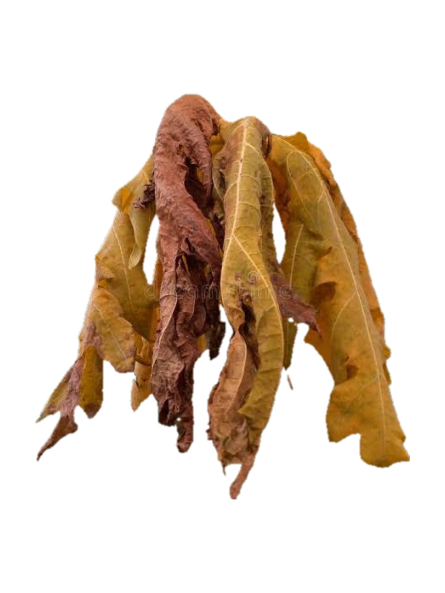 Dried Papaya Leaves