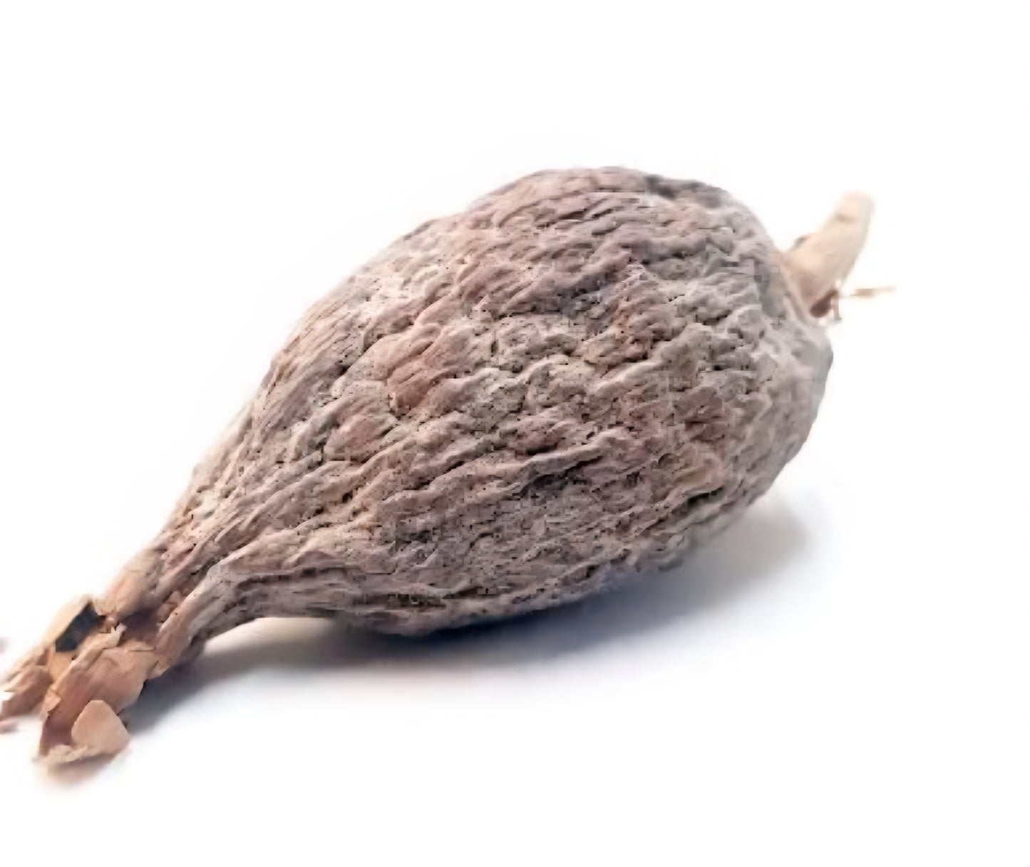 Alligator Pepper (Native)