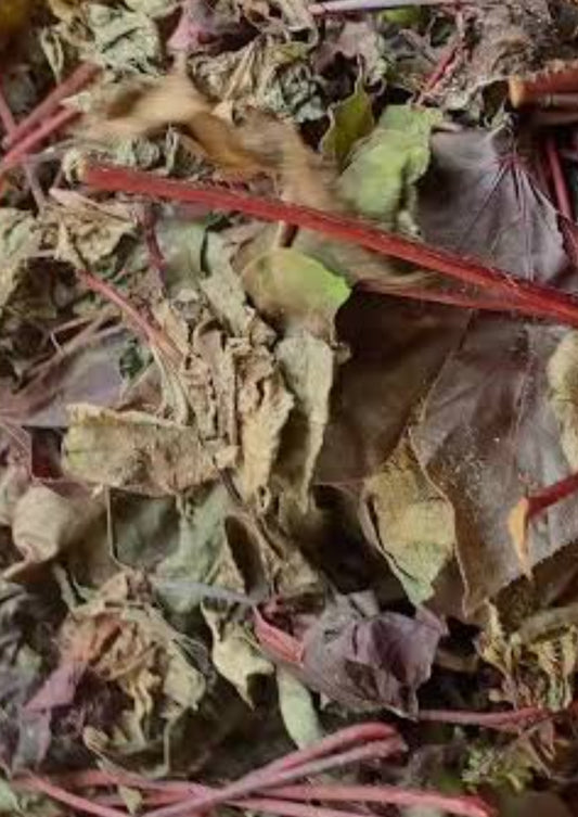 Dried Red Jathropha Leaves