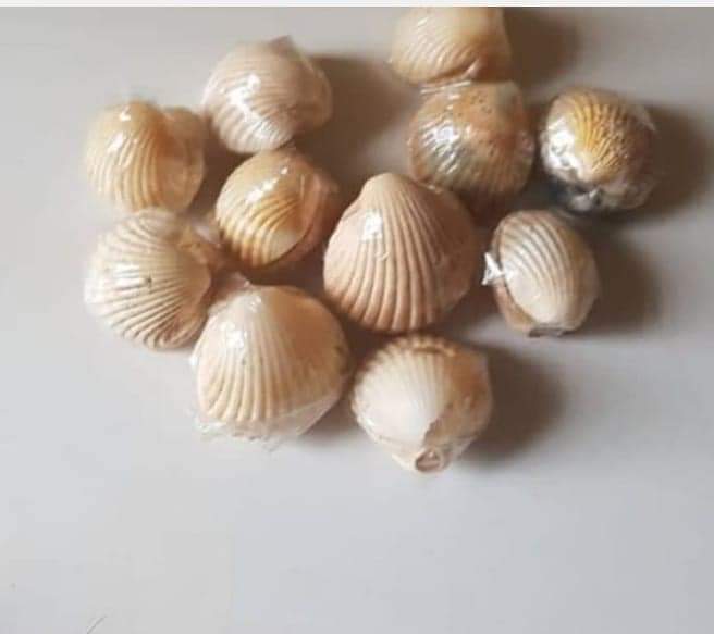 Money Shell (kokon Mowa)